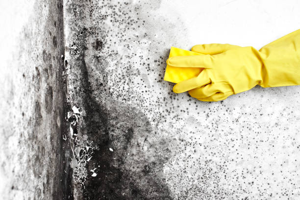 Best Local Mold Removal Service  in Virginia Beach, VA