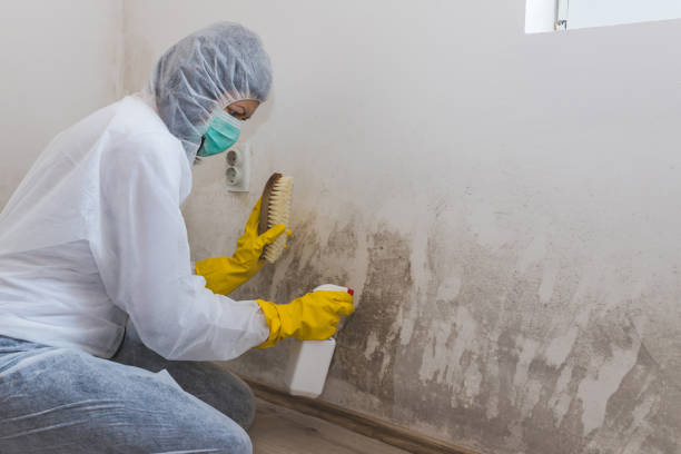 Mold Removal and Inspection in Virginia Beach, VA