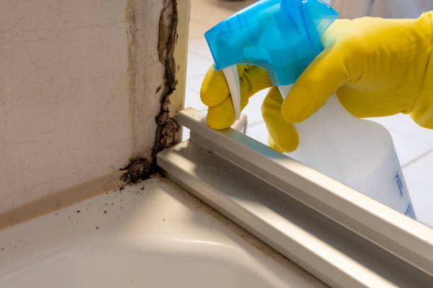 Reliable Virginia Beach, VA Mold Removal Solutions
