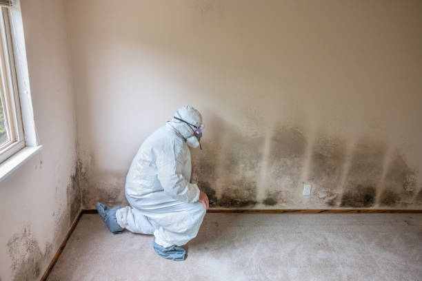 Best Certified Mold Removal  in Virginia Beach, VA