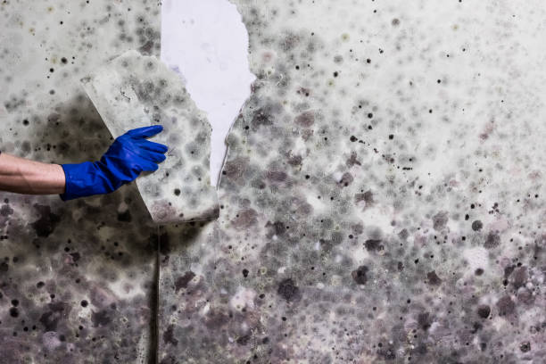 Best Affordable Mold Removal  in Virginia Beach, VA