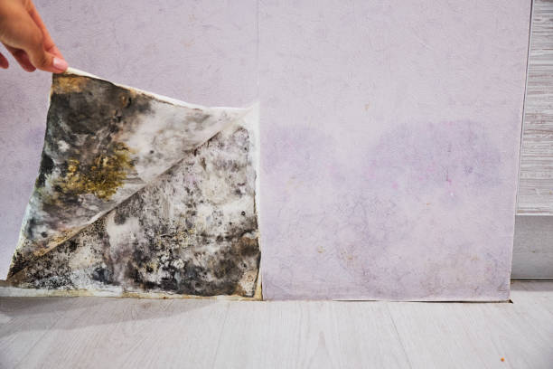Best Affordable Mold Removal  in Virginia Beach, VA